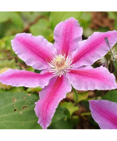 Clematis Carnaby (großblütig)  2L