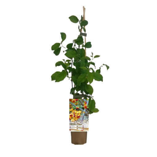 Weibliche Sorte der Aktinidienpflanze, Diana, im 2L Topf.