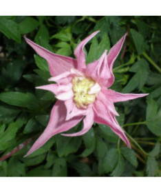 Clematis Markham's Pink (botanisch)  4L