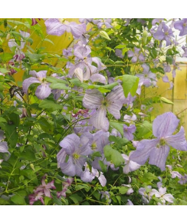 Clematis Blauer Engel (viticella)  4L