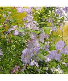 Clematis Blauer Engel (viticella)  4L