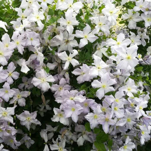 Clematis Blauer Engel (viticella)  4L