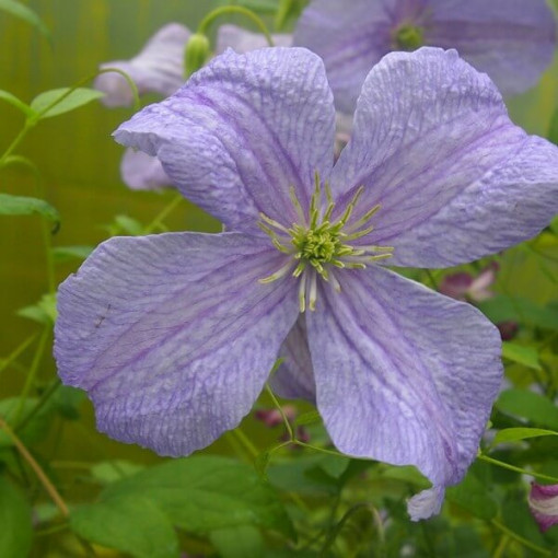 Clematis Blauer Engel (viticella)  4L
