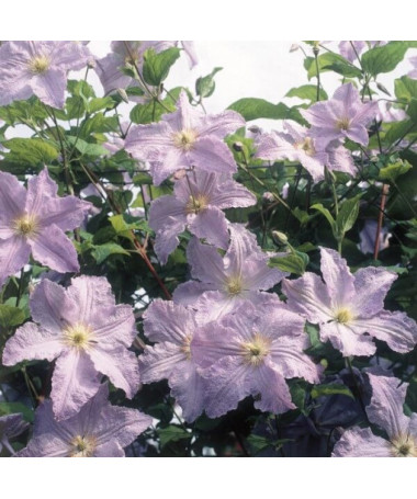 Clematis Blauer Engel (viticella)  2L