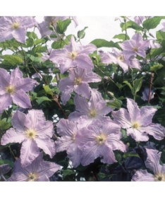 Clematis Blauer Engel (viticella)  2L