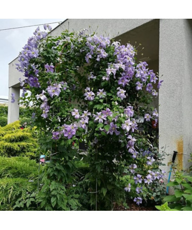 Clematis Blauer Engel (viticella)  2L