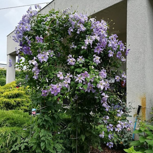 Clematis Blauer Engel (viticella)  2L
