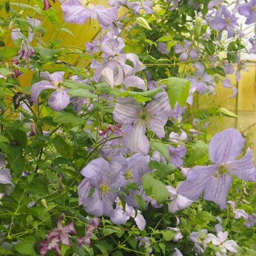 Clematis Blauer Engel (viticella)  2L