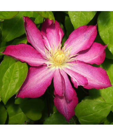 Clematis Asao (großblumig)  4L