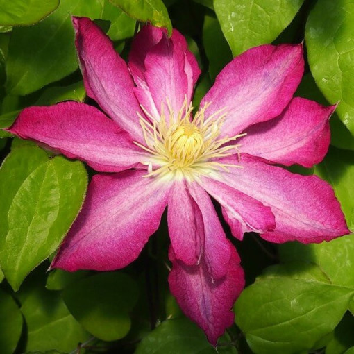 Clematis Asao (großblumig)  4L