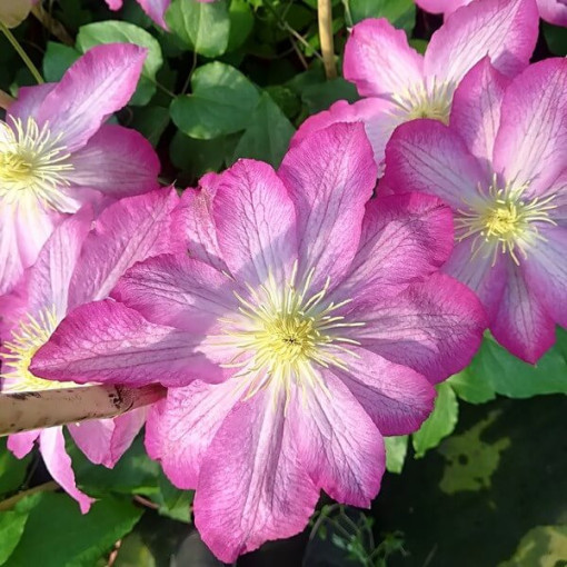 Clematis Asao (großblumig)  4L
