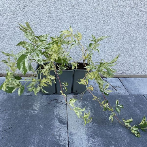 Wilder Wein Star Showers (fünflappig), 2L Topf