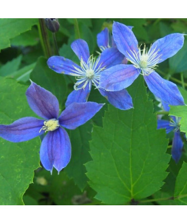Clematis Arabella (staudig) BODENDECKER  2L