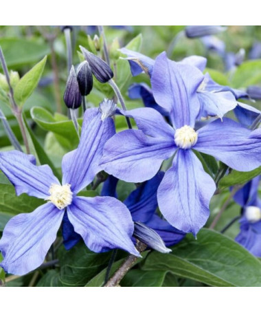 Clematis Arabella (staudig) BODENDECKER  2L