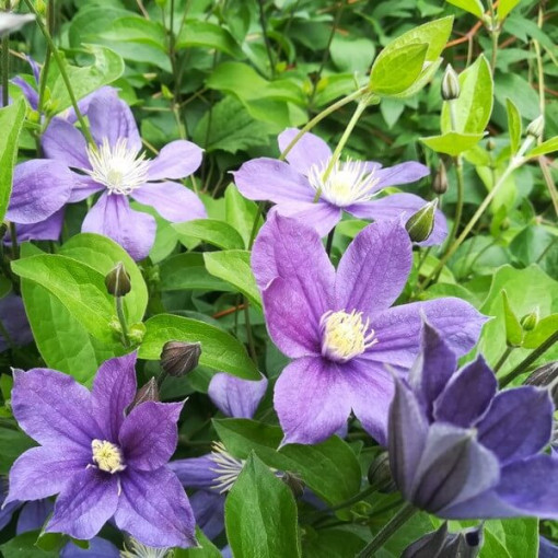 Clematis Arabella (staudig) BODENDECKER  2L