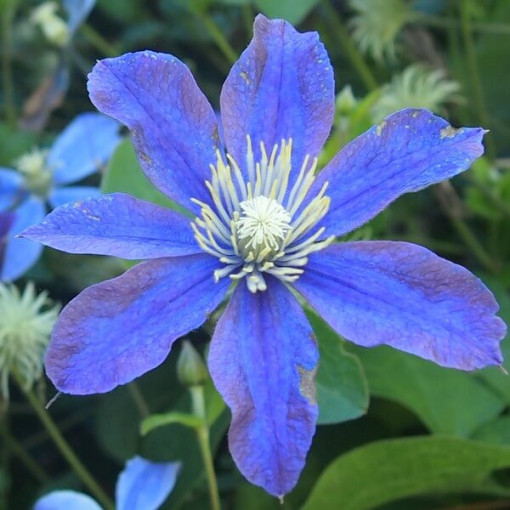 Clematis Arabella (staudig) BODENDECKER  2L