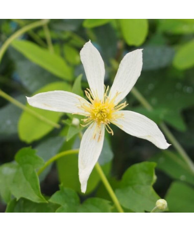Clematis Anita (botanisch)  2L