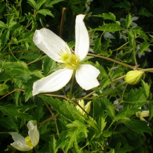 Clematis Anita (botanisch)  2L