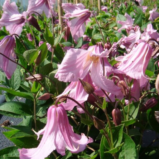 Clematis Alionushka  2L