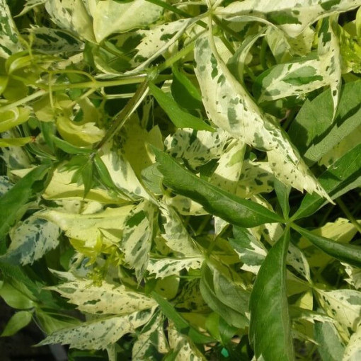 Wilder Wein Star Showers (fünflappig), 2L Topf