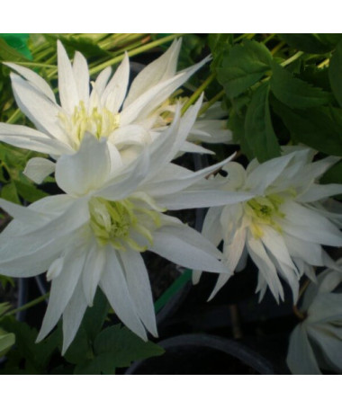 Clematis Albina Plena (botanisch) GEFÜLLT  2L