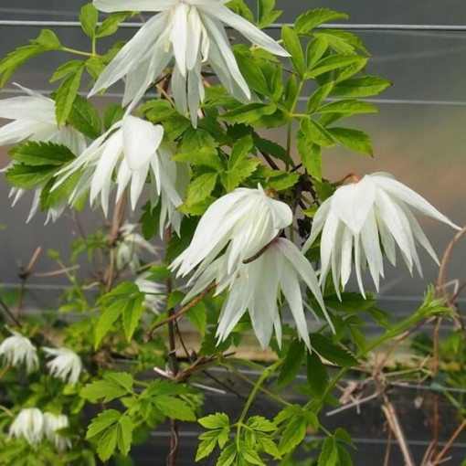 Clematis Albina Plena (botanisch) GEFÜLLT  2L