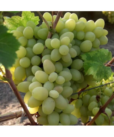 Weinrebe Arkadia, 2L Topf