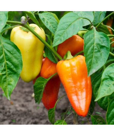 Paprika ‘Monanta'