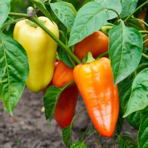Paprika ‘Monanta'