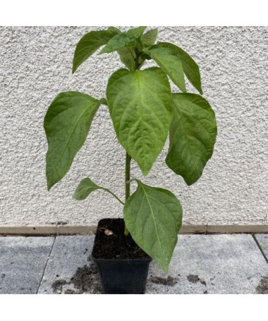 Paprika ‘Monanta'
