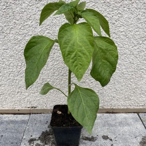 Paprika ‘Monanta'