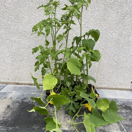 Paprika ‘Monanta'