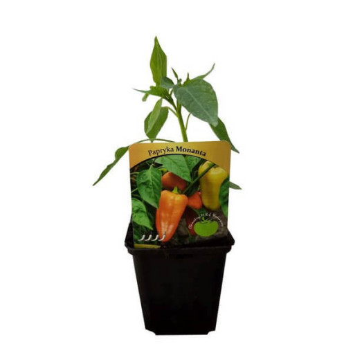 Paprika ‘Monanta'