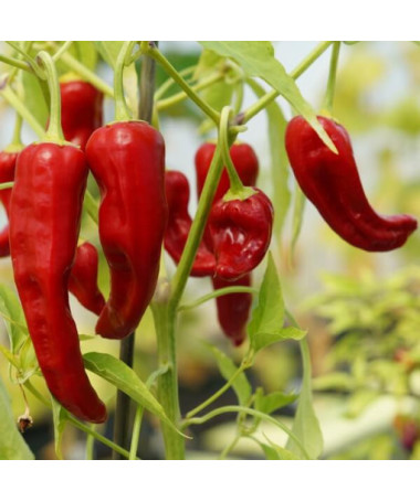 Paprika ‘De Cayenne'