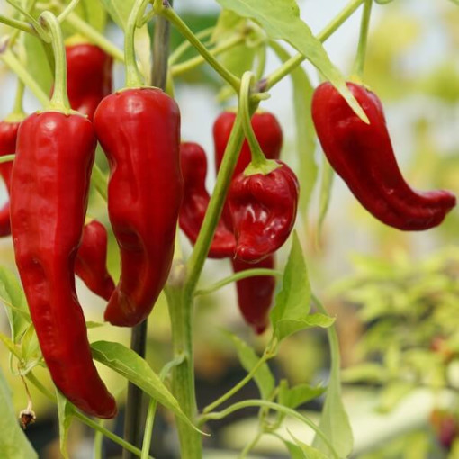 Paprika ‘De Cayenne'