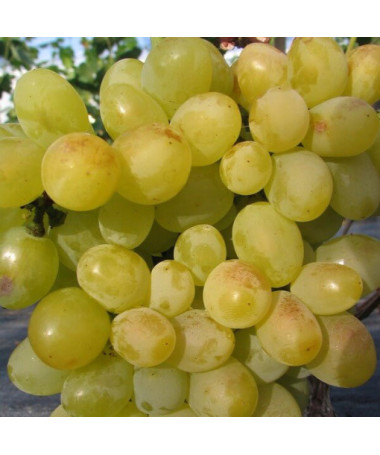 Weinrebe Arkadia, 2L Topf