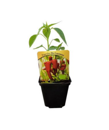 Paprika ‘De Cayenne'