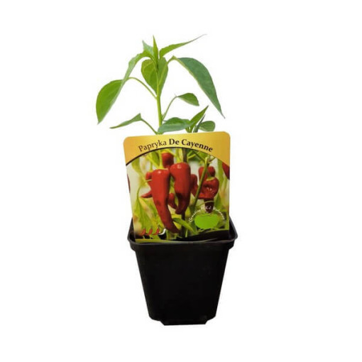 Paprika ‘De Cayenne'