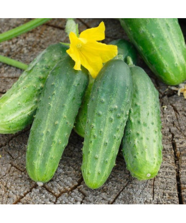 Gurke ‘Soplica'