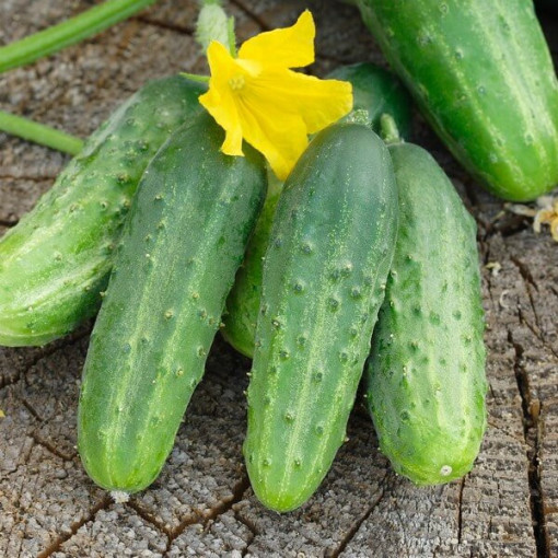 Gurke ‘Soplica'
