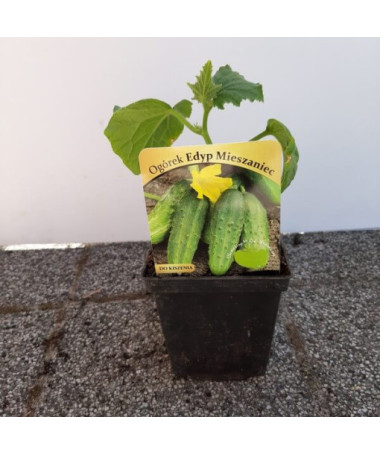 Gurke ‘Soplica'