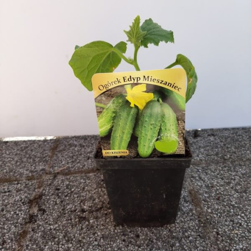 Gurke ‘Soplica'