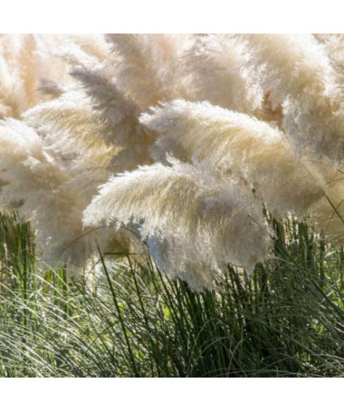Pampasgras White Feather, Behälter 2L