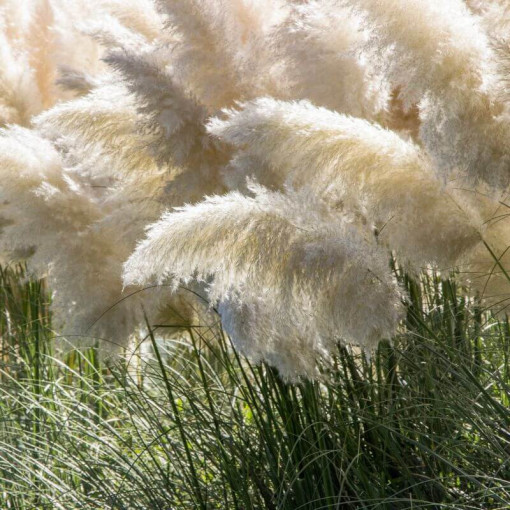 Pampasgras White Feather, Behälter 2L