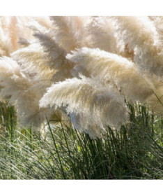 Pampasgras White Feather, Behälter 2L