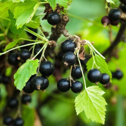 Schwarze Johannisbeere ‘Big Love'