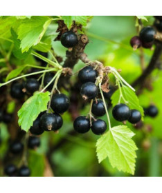 Schwarze Johannisbeere ‘Big Love'