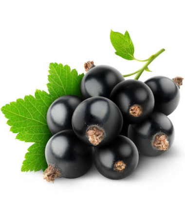 Schwarze Johannisbeere ‘Big Love'