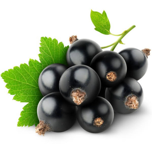 Schwarze Johannisbeere ‘Big Love'