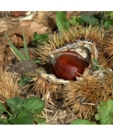 Esskastanie (Castanea sativa)  2L